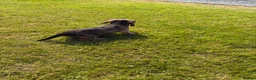 Dachshund dogs for sale: Standard Wire-Haired Dachshund Puppies - Advert 8