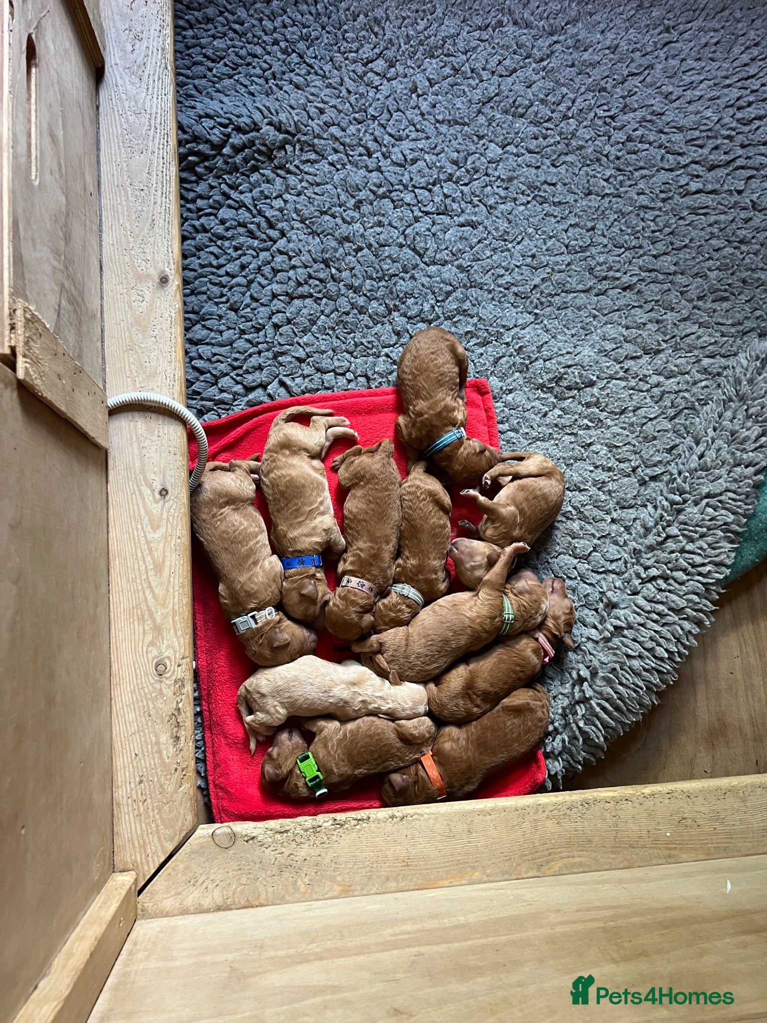 Standard Poodle dogs Exceptional Standard Poodle Puppies  - Advert 2