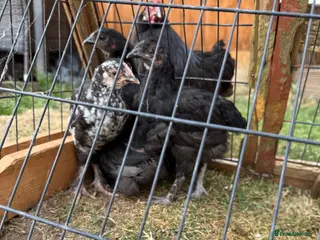 Chickens poultry Black Maran Chickens - Advert 1