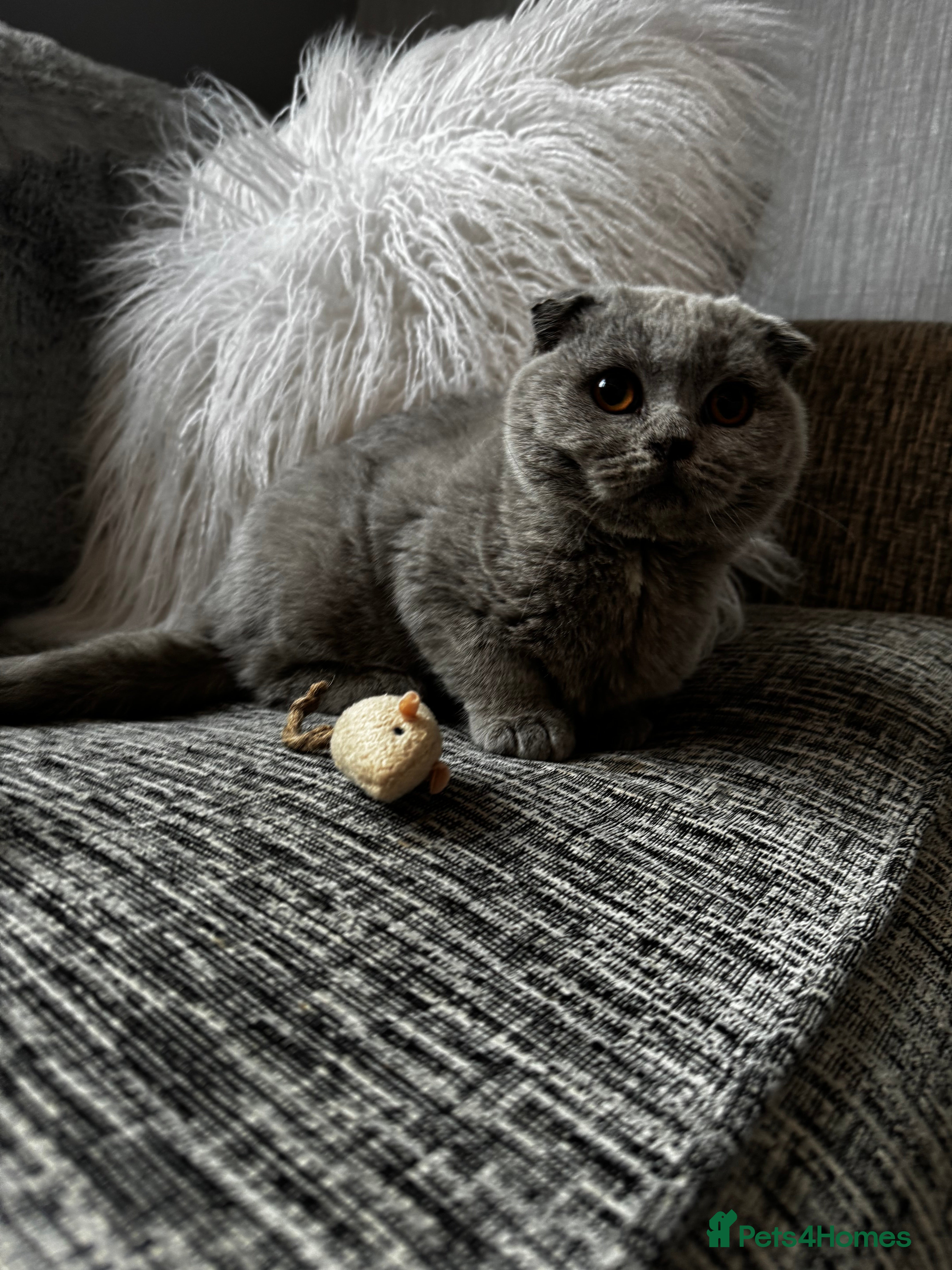 British Shorthair cats 1 left - Scottish Fold Blue Male Kitten - Advert 10