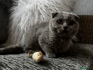 British Shorthair cats 1 left - Scottish Fold Blue Male Kitten - Advert 12