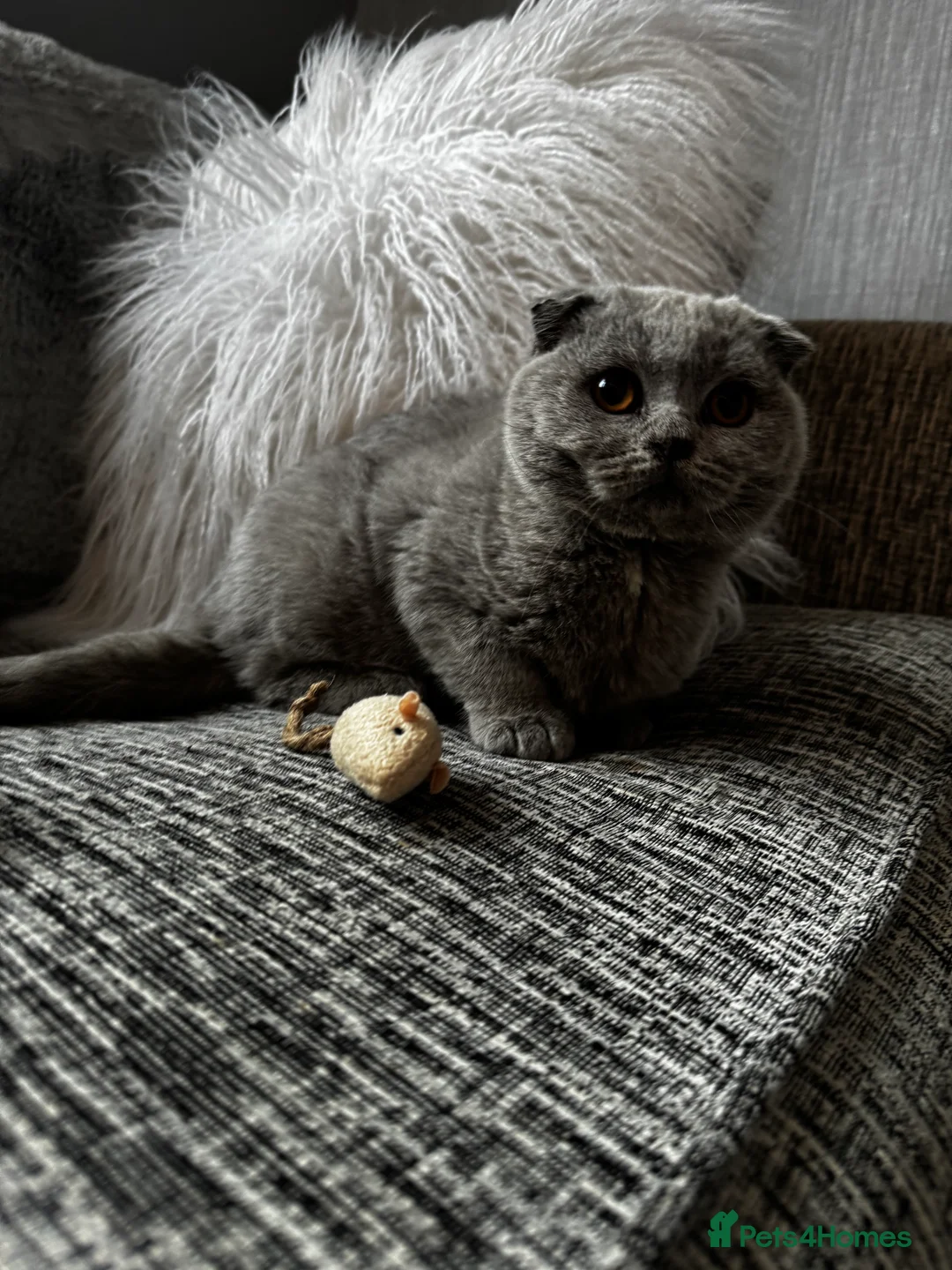 British Shorthair cats for sale: 1 left - Scottish Fold Blue Male Kitten - Advert 1