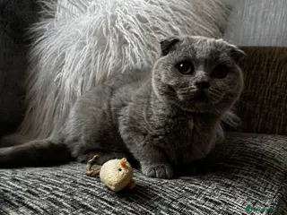 British Shorthair cats 1 left - Scottish Fold Blue Male Kitten - Advert 7