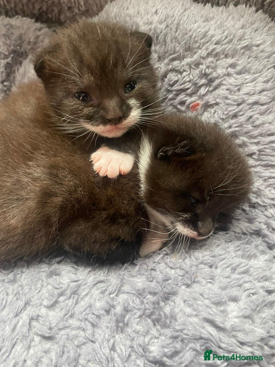 Mixed Breed cats Two beautifull kittens - Advert 9