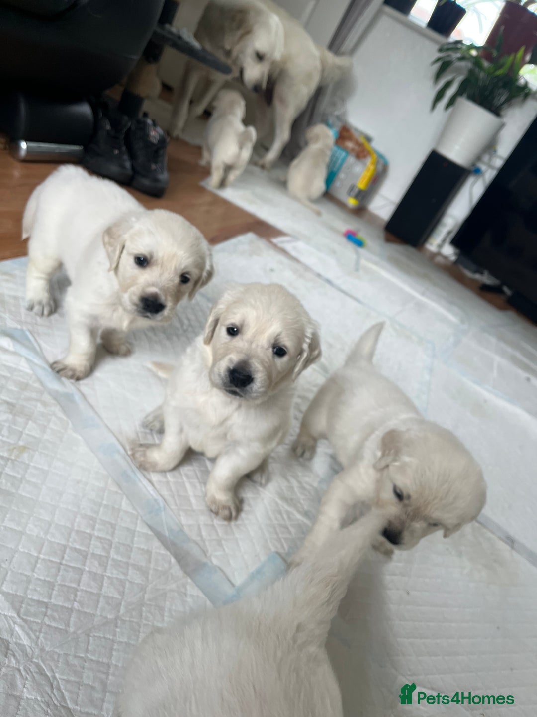 Golden Retriever dogs for sale: 5 generation KC registered pure white  - Image 2