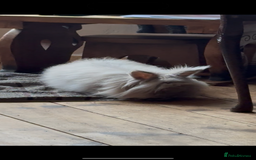 Lionhead rabbits for sale: Female Lion Mane Needs Good Home  - Advert 2