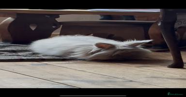 Lionhead rabbits Female Lion Mane Needs Good Home  - Advert 1