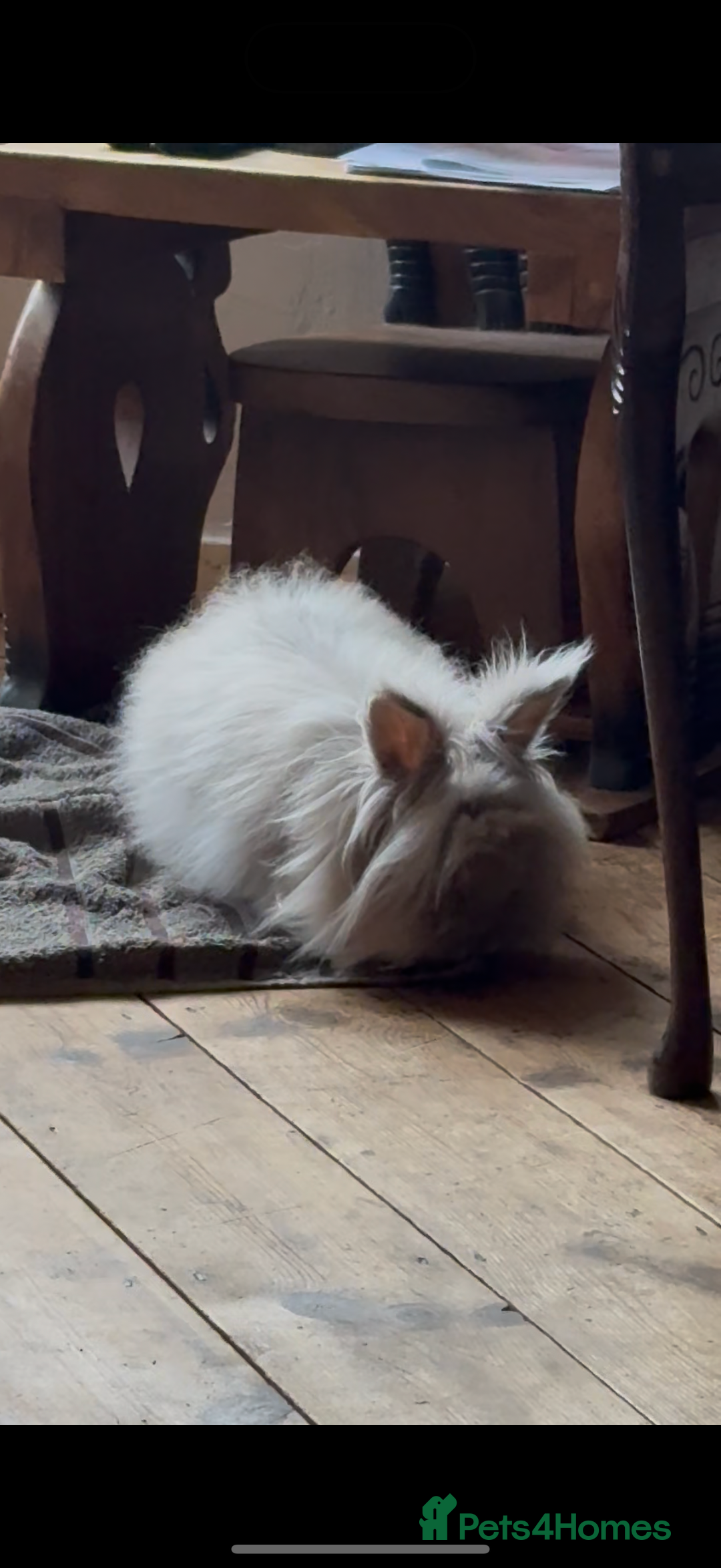 Lionhead rabbits for sale: Female Lion Mane Needs Good Home  - Advert 2