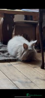 Lionhead rabbits Female Lion Mane Needs Good Home - Advert 7