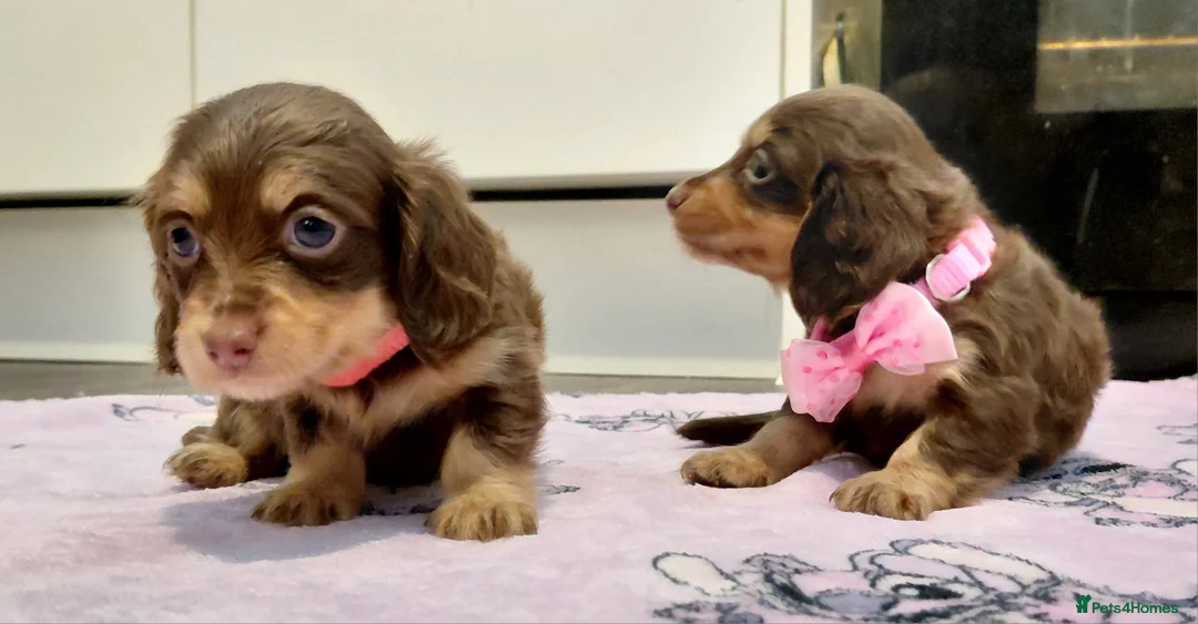 Miniature Dachshund dogs for sale: Sweetest Longhaired/One S.Haired Mini's 🤎🐾 - Advert 25