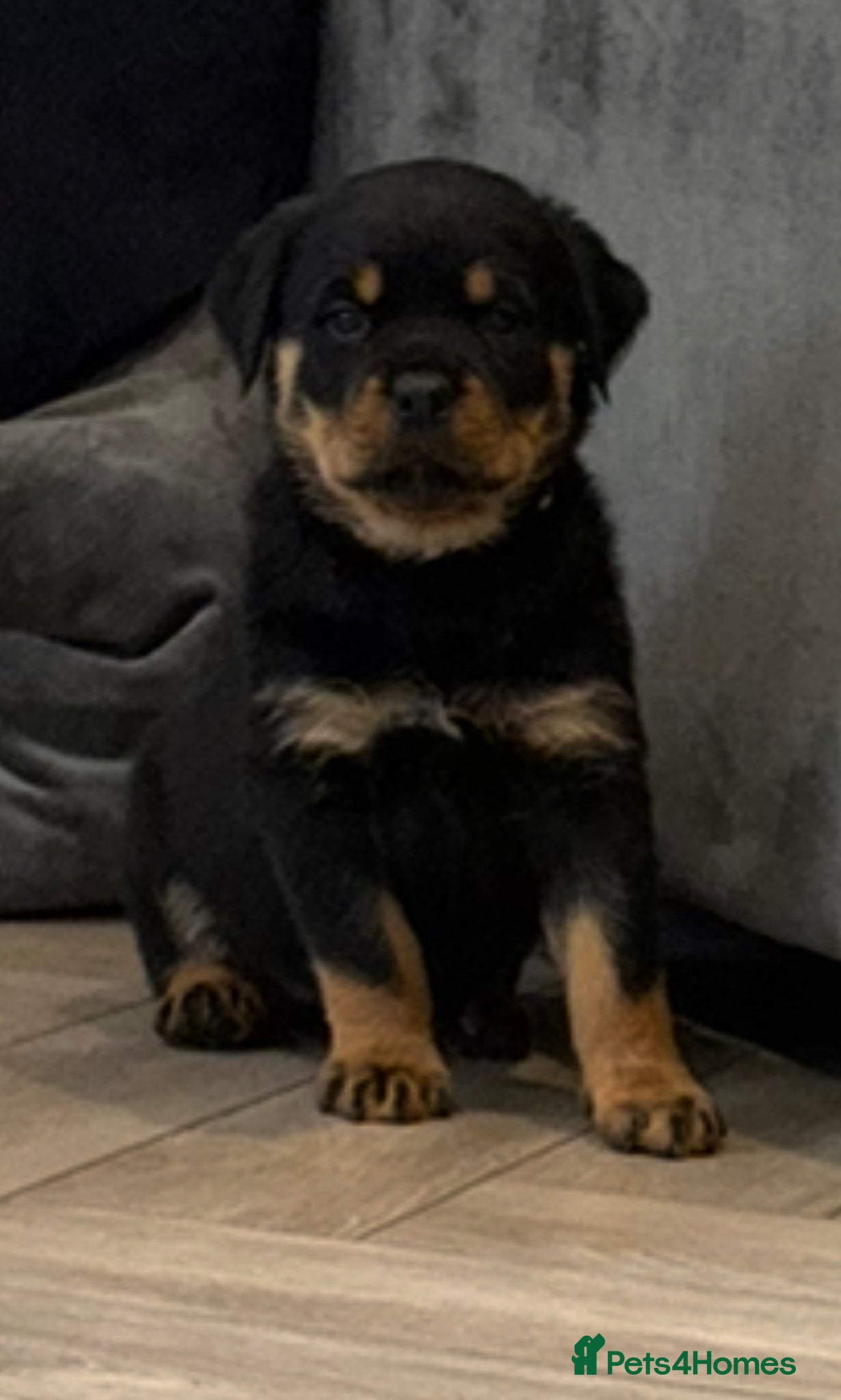 Rottweiler Puppy 9