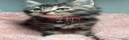 Mixed Breed cats for sale: 🌻Domestic Long-Haired Ready2Go🌻  - Advert 3