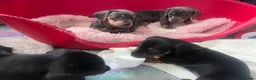 Dachshund dogs for sale: 1 girl wanting to find her forever sofa - Advert 20