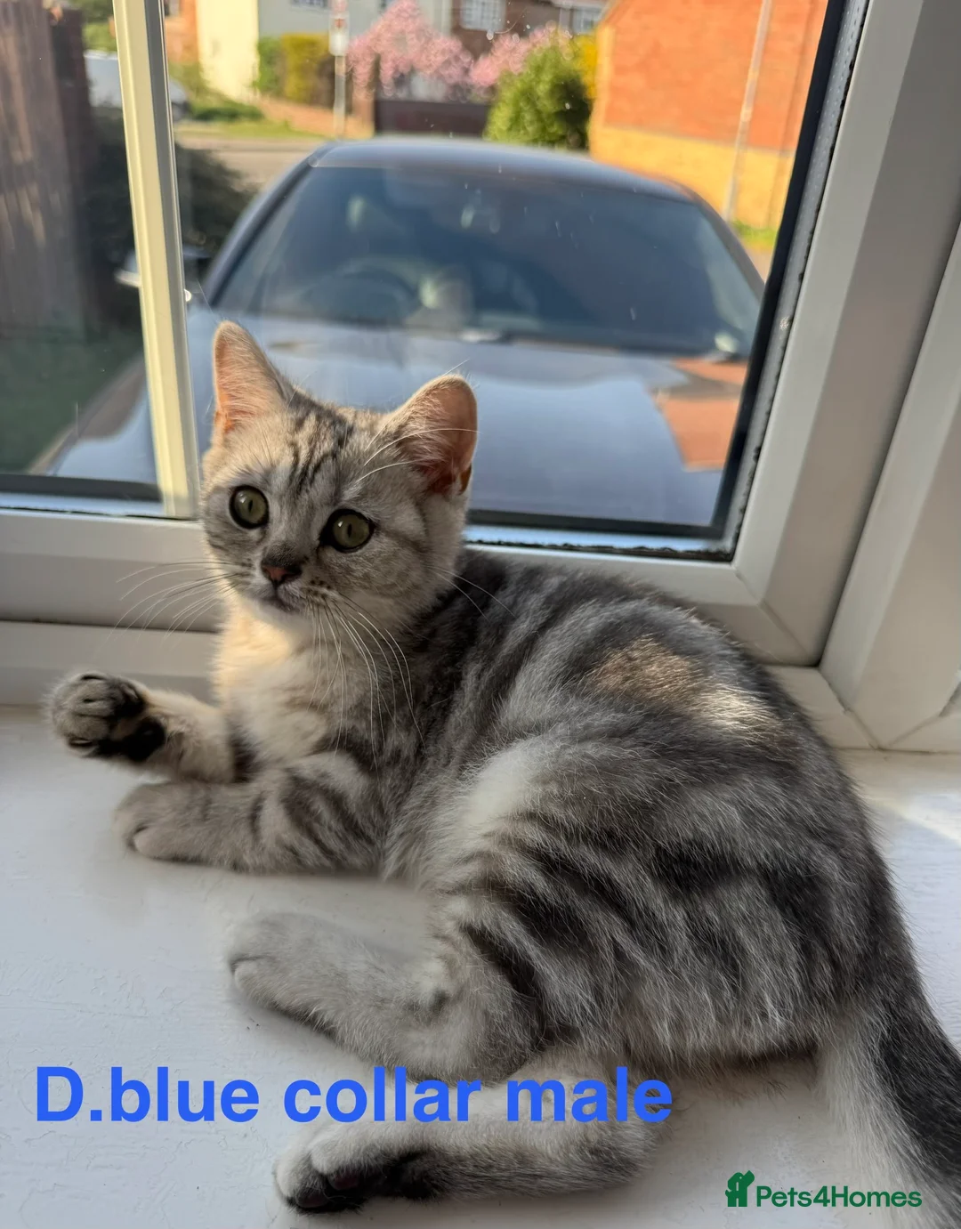 British Shorthair cats for sale: Tabby British Shorthair  - Advert 2