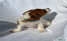 Jack Russell dogs for sale: Jack Russell puppies  - Image 10