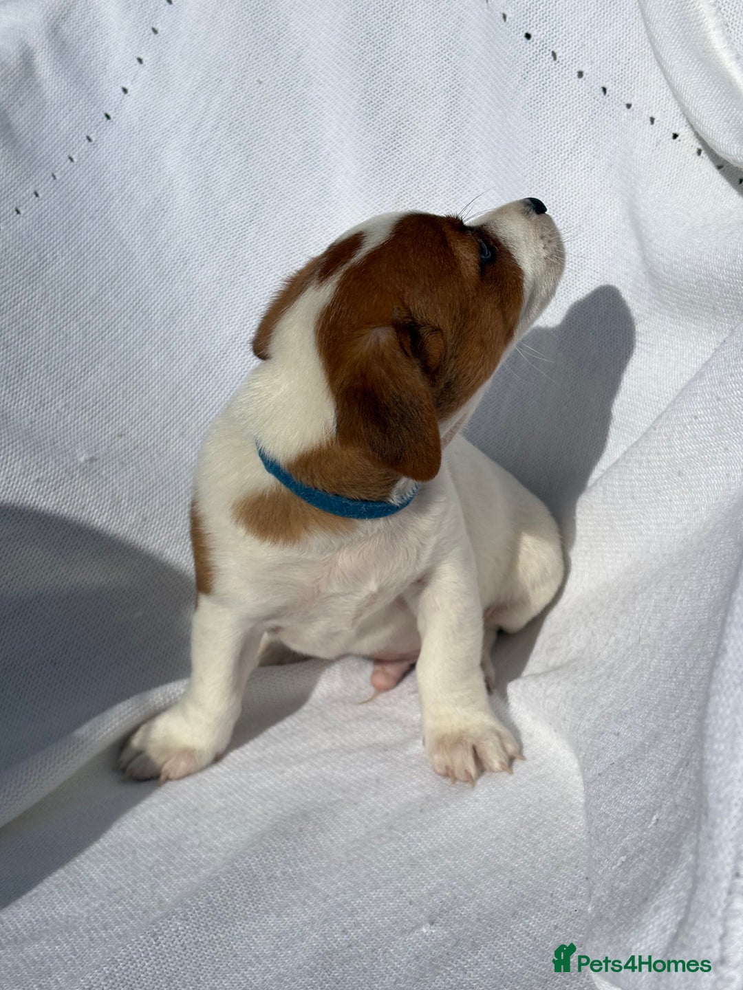 Jack Russell dogs for sale: Jack Russell puppies  - Image 10