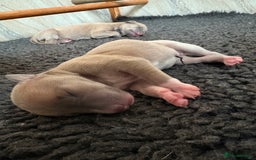 Italian Greyhound dogs for sale: 7/8 Italian Greyhound, 1/8 Whippet Puppies - Image 25