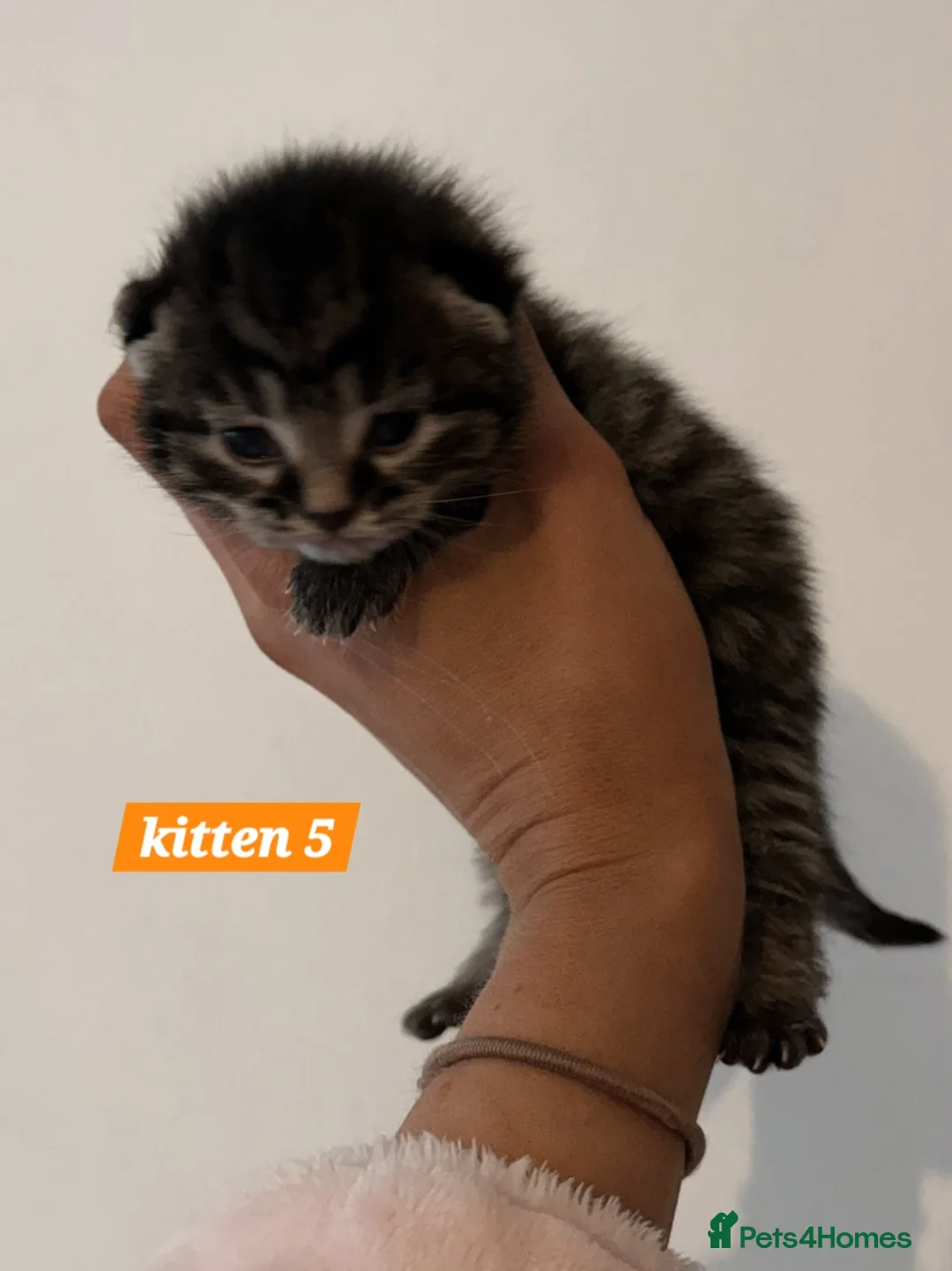 Scottish Fold cats for sale: Stunning Smoky Grey Scottish straight kittens - Advert 21