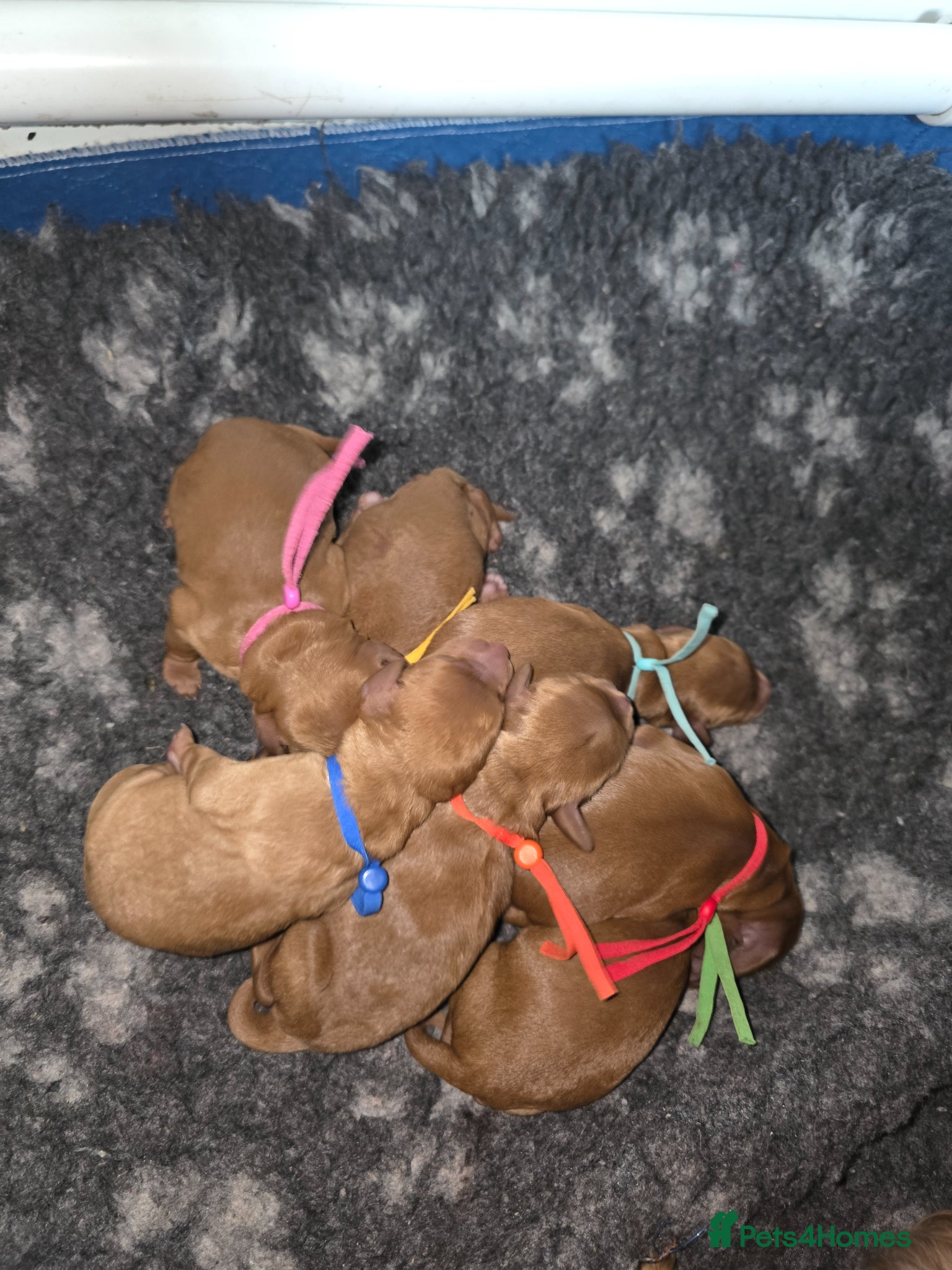Cockapoo dogs FULLY HEALTH TESTED COCKAPOOS - Advert 2