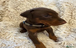 Dobermann dogs for sale: 12 stunning Doberman puppies - Image 25