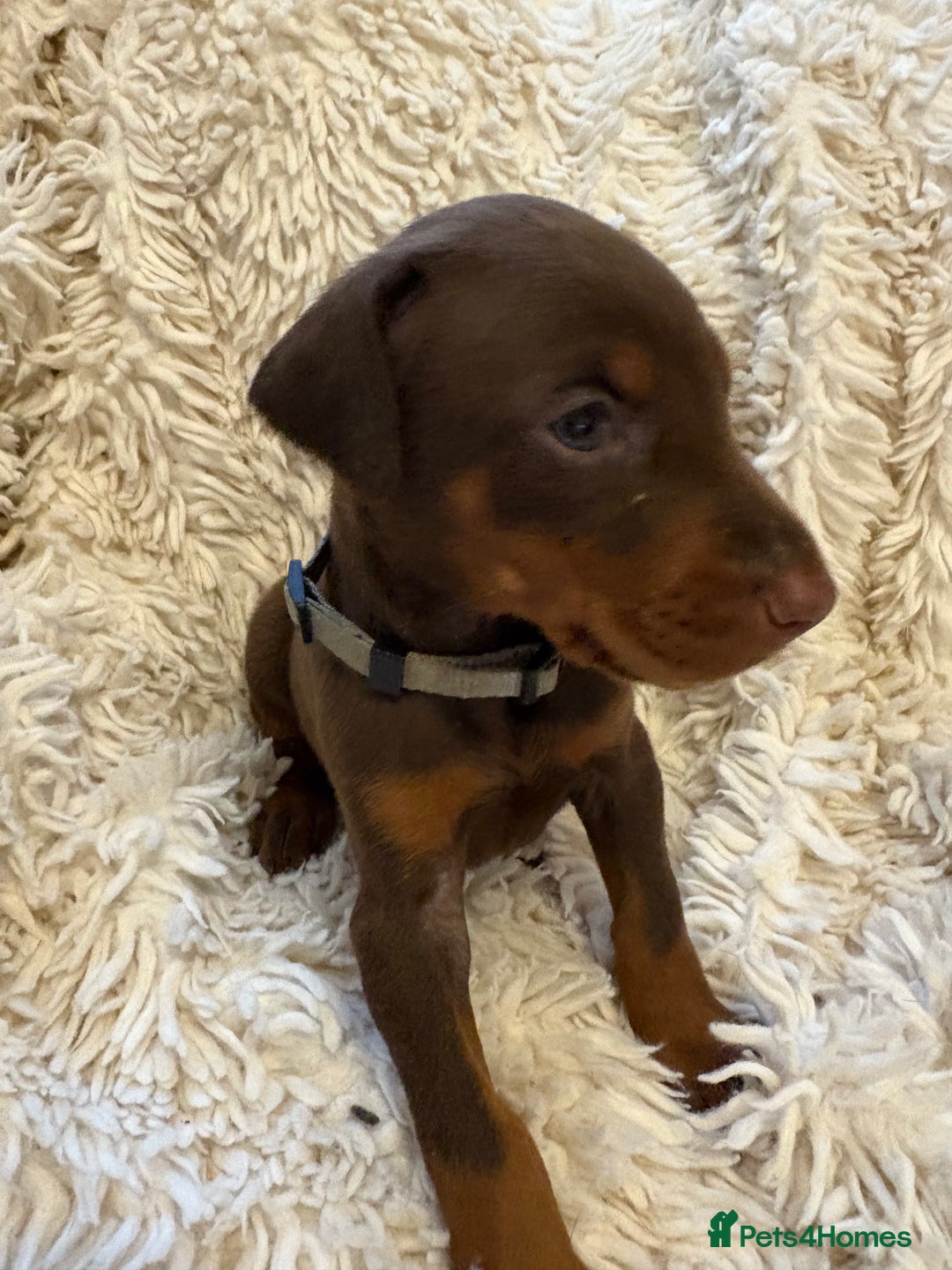 Dobermann dogs for sale: 12 stunning Doberman puppies - Image 25