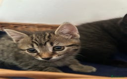 Mixed Breed cats for sale: Mixed Breed Kittens available - Image 5