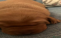 Labrador Retriever dogs for sale: Fox Red, Health Tested, KC Reg Lab Puppies - Advert 9