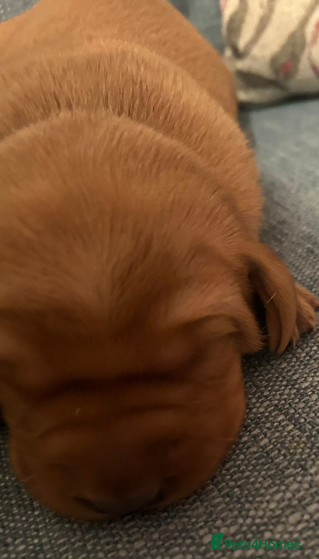 Labrador Retriever dogs for sale: Fox Red, Health Tested, KC Reg Lab Puppies - Advert 9