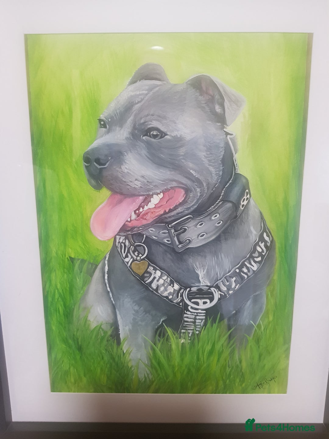 Staffordshire Bull Terrier dogs for stud: Meho stud dog - Advert 3