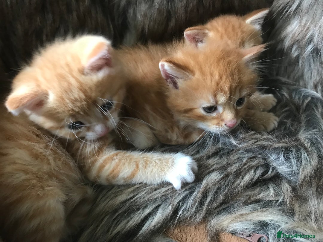 Maine Coon cats for sale: 2 Beautiful Ginger Maine Coon Cross Kittens - Image 7