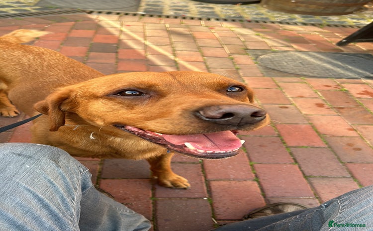 Labrador Retriever dogs - Advert 1