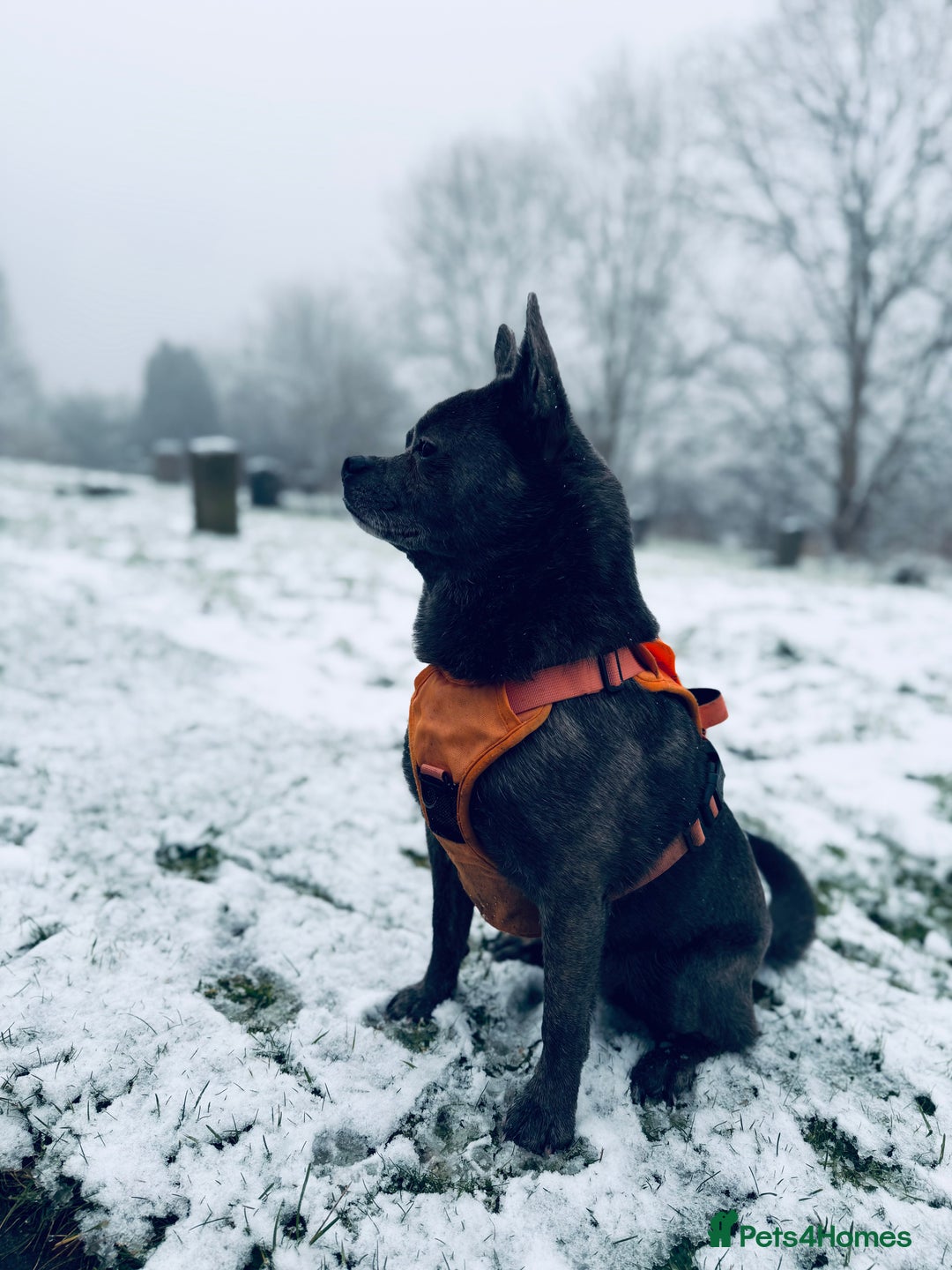 Mixed Breed dogs for sale: Ronnie  - Advert 28