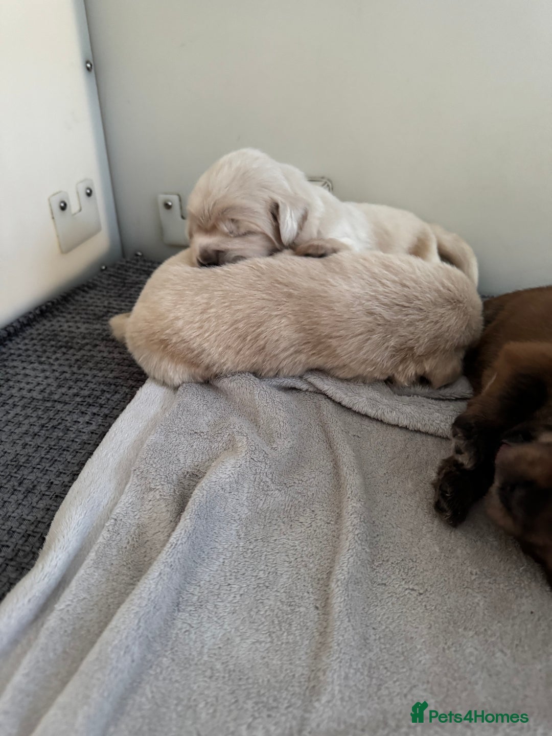 Tibetan Mastiff dogs for sale: Chinese Tibetan mastiff pups  - Image 20