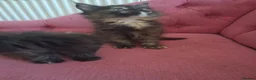Maine Coon cats for sale: Black smoked PANTHERS!! 😍 - Advert 10