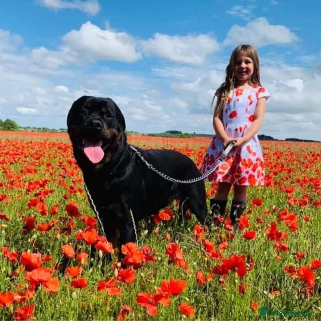 Rottweiler dogs for stud: Ralph the Rottweiler🔥STUD - Advert 1