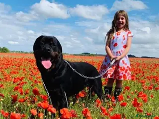 Rottweiler dogs Ralph the Rottweiler🔥 - Advert 6