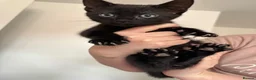 Mixed Breed cats for sale: 3 male kittens  in Swindon - Advert 5