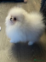 Pomeranian dogs Stunning teddybear face Boys Ready🌟 - Advert 1