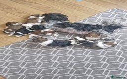 Mixed Breed dogs for sale:  Gorgeous Shih tzu poppies .🐶🐾 - Image 19