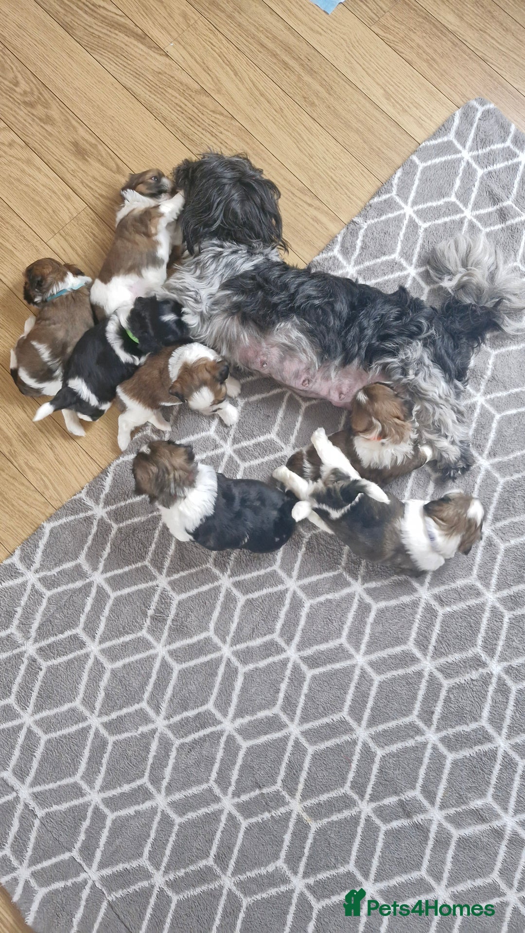 Mixed Breed dogs for sale:  Gorgeous Shih tzu poppies .🐶🐾 - Image 19