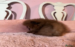 Pomeranian dogs for sale: Quality Chocolate Small Chocolate Teddy Bear - Image 8