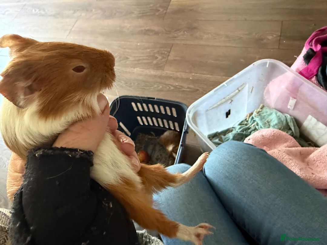 Guinea Pig rodents for sale: 5 x boars two ready now all teddy x calis - Advert 9