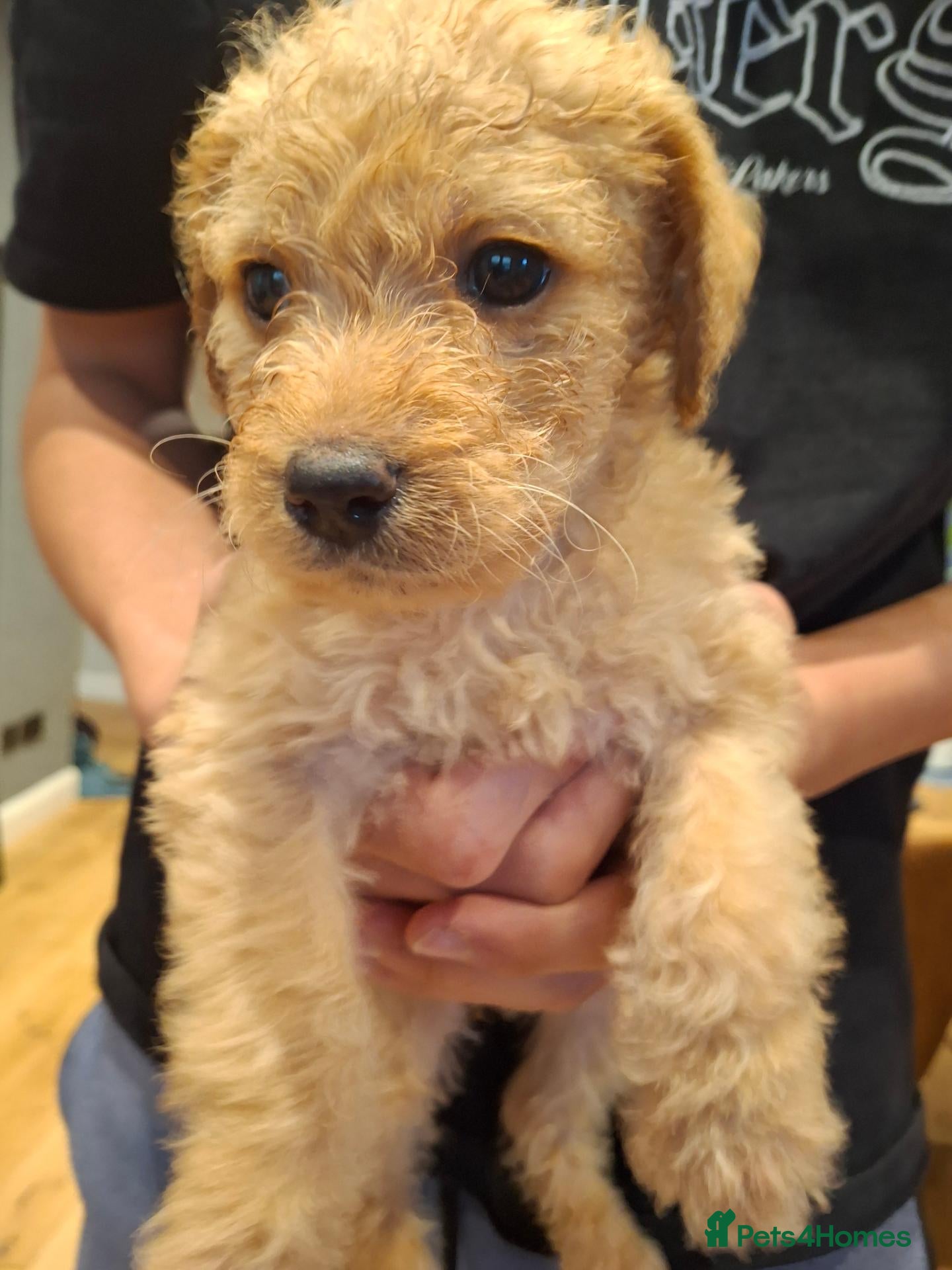 Labradoodle dogs 🐶 Exceptional Multigen Labradoodle Pups Available - Advert 2