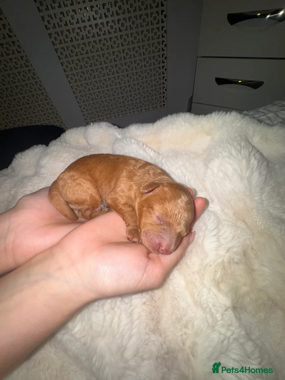 Toy Poodle dogs for sale: Health tested Toy poodle puppies! 😍🔥🤩!!! in Liverpool - Advert 8