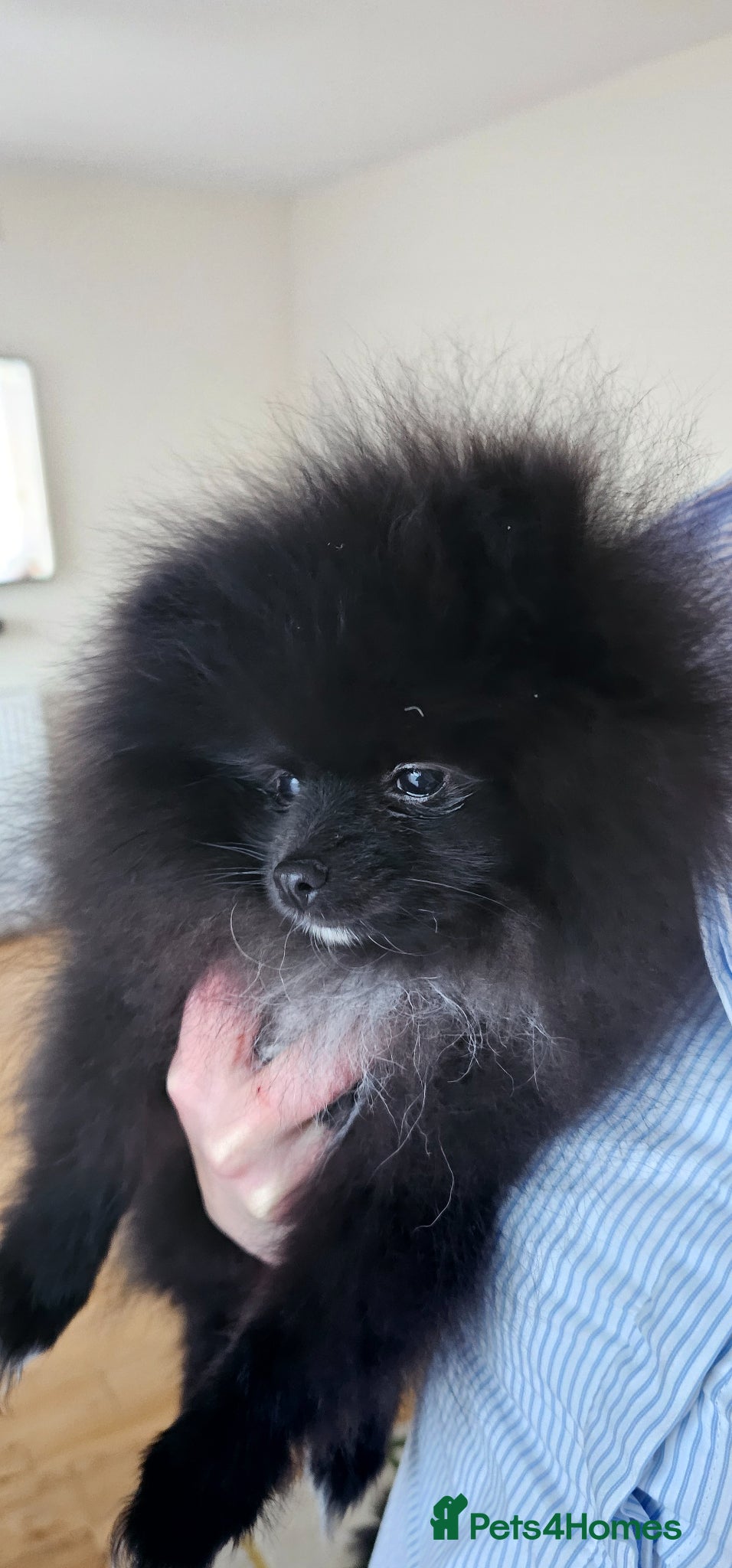Pomeranian dogs Pomeranians - Advert 16