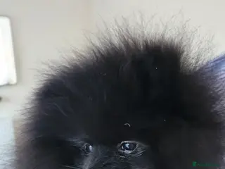 Pomeranian dogs Pomeranians - Advert 16