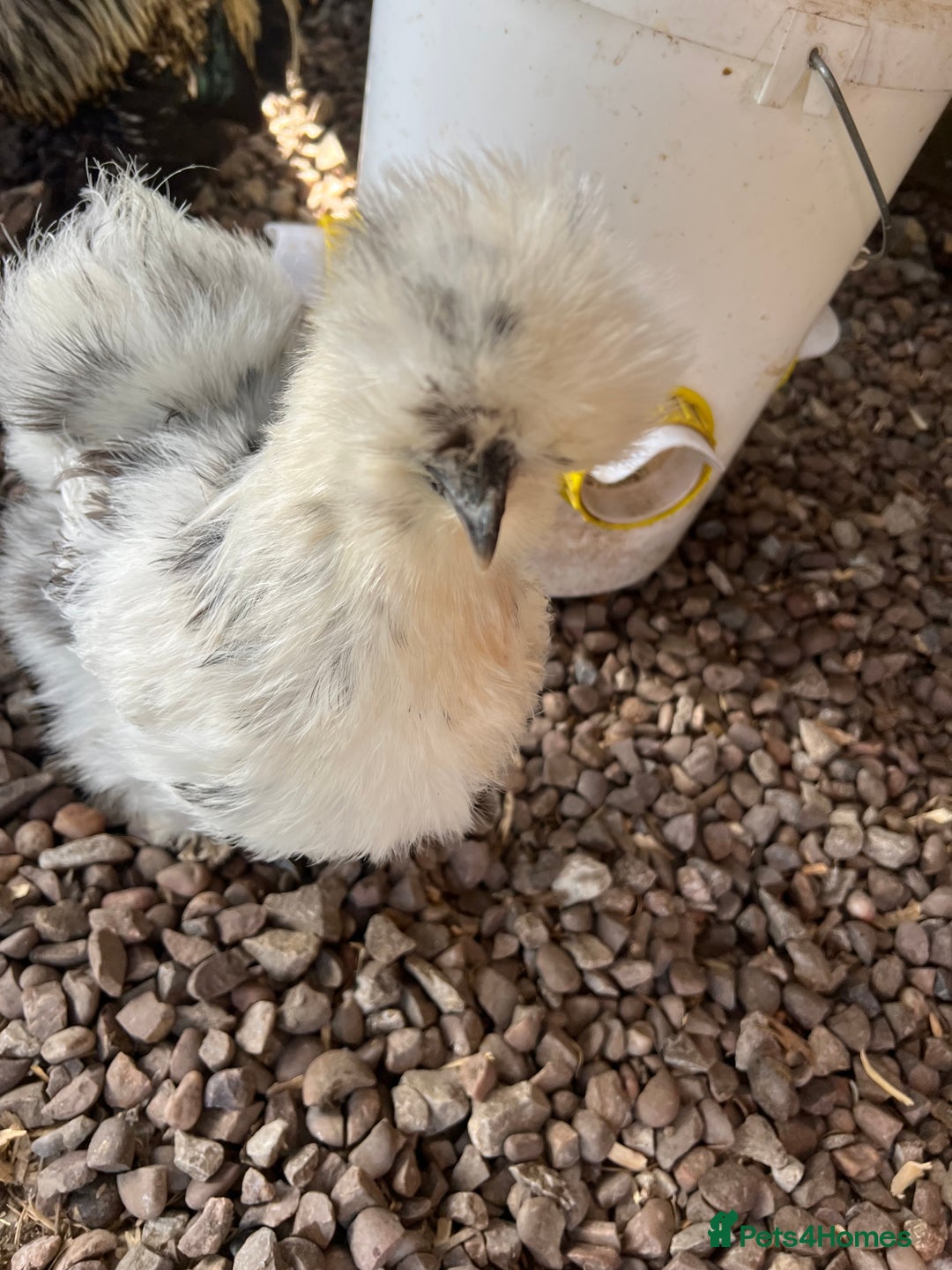 Chickens poultry for sale: HATCHING EGGS - Mixed Pekin & Silkie Bantams  in Warrington - Advert 13