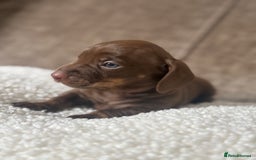Dachshund dogs for sale: 🌭🌭🌭🌭🌭🌭🌭little dachshunds🌭🌭🌭🌭🌭  - Image 16