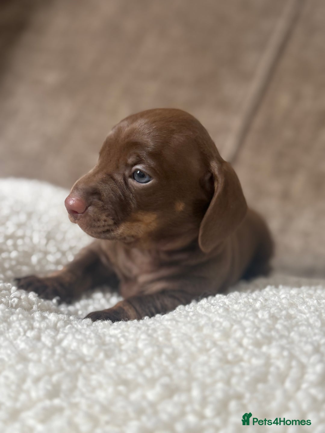 Dachshund dogs for sale: 🌭🌭🌭🌭🌭🌭🌭little dachshunds🌭🌭🌭🌭🌭  - Image 16