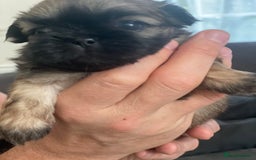 Shih Tzu dogs for sale: 2 Stunning Genuine Imperial ShihTzu's  - Image 7